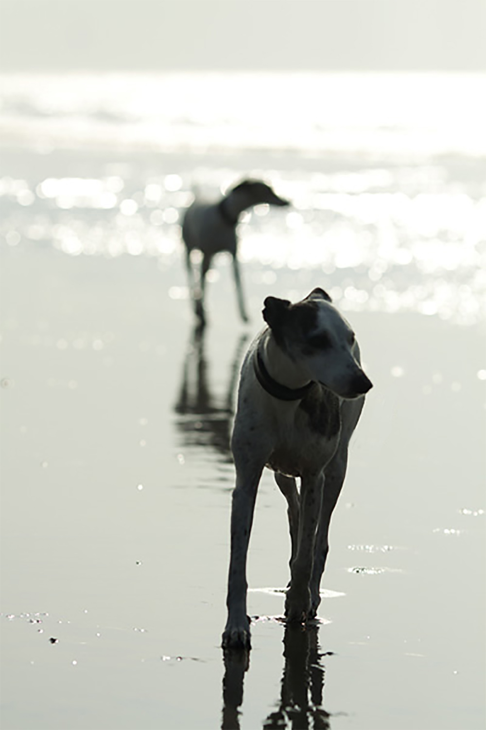 Whippets am Strand