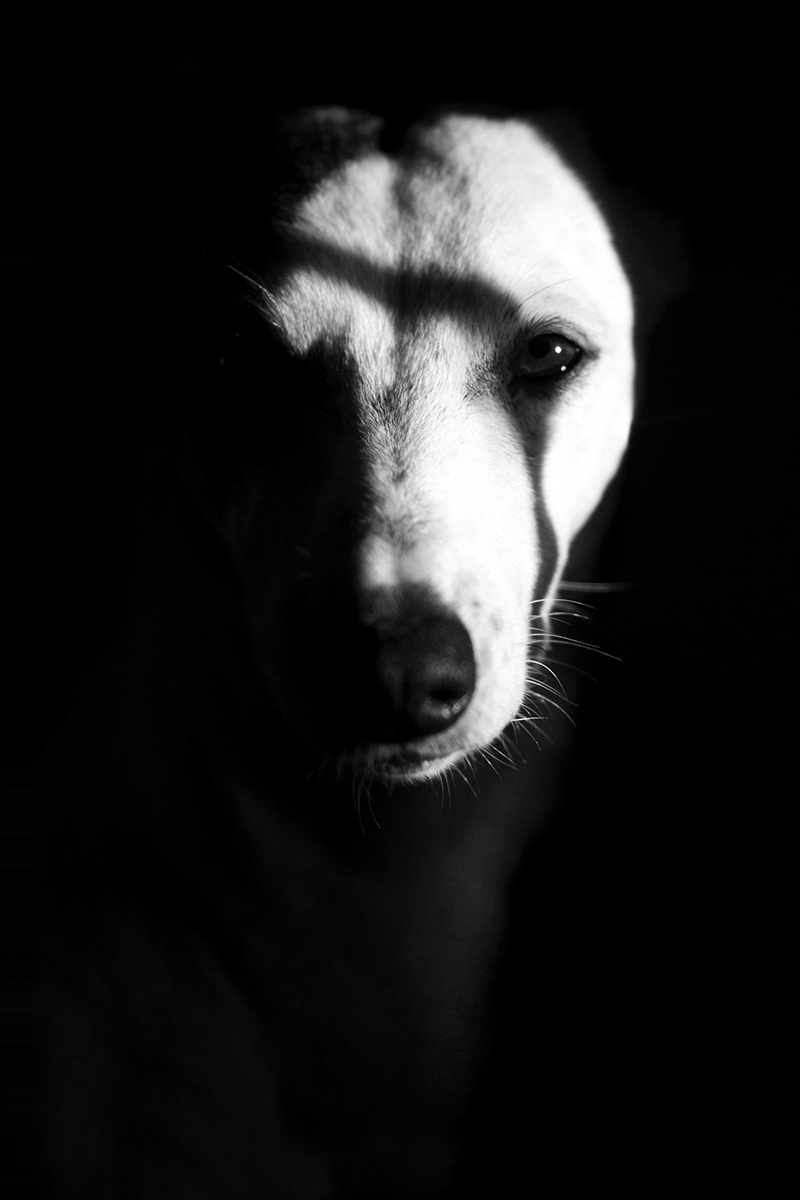 Portrait Whippet Whitney