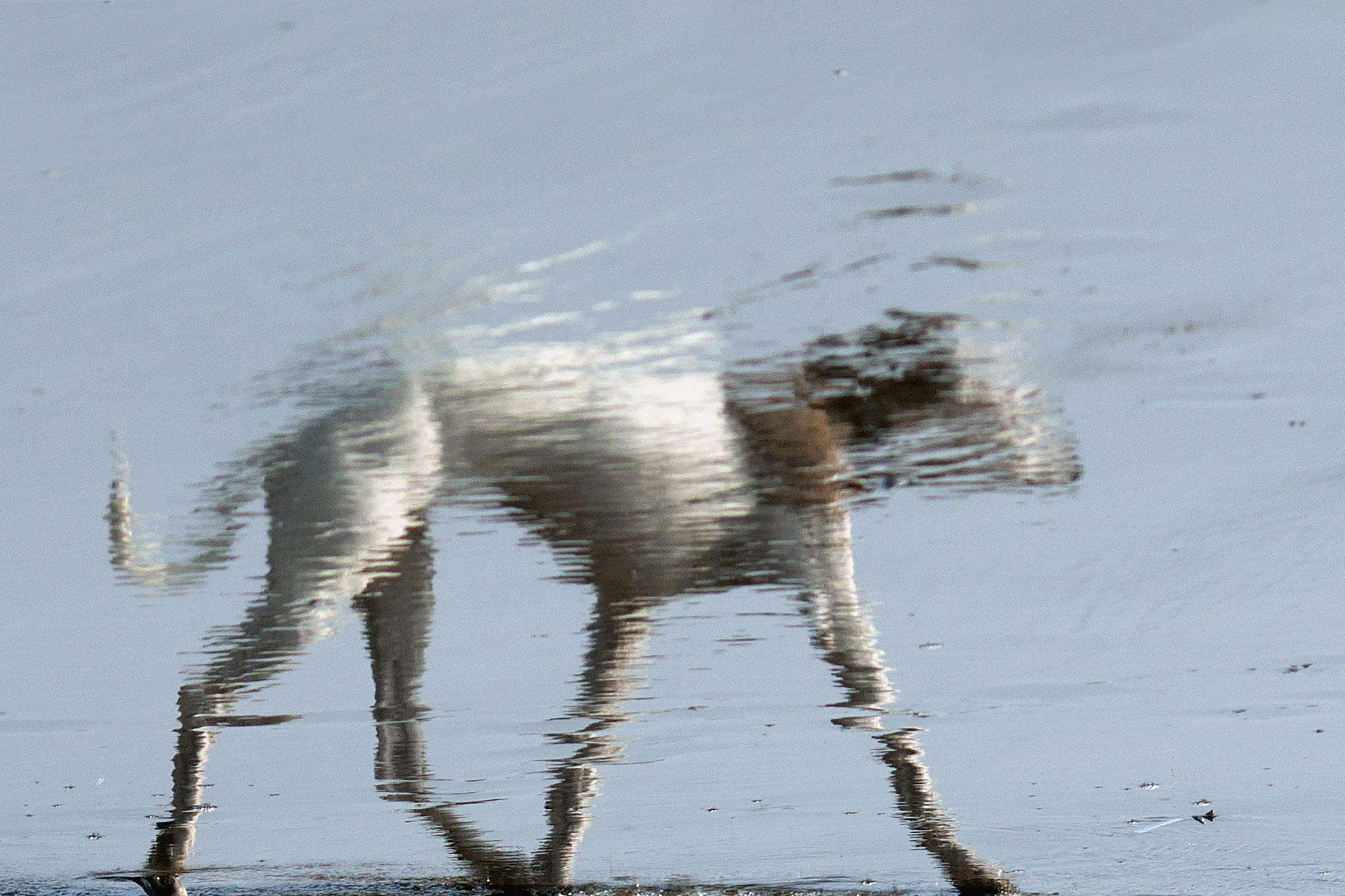 Whippet Wasserspiegelung