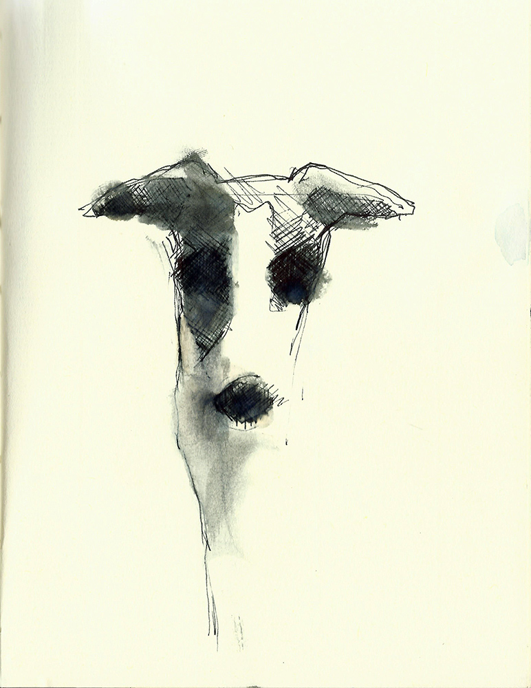 Federzeichnung Whippet